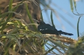 Green Wood Hoopoe